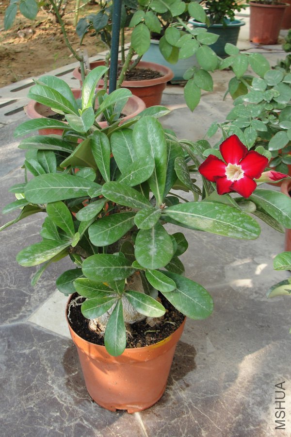 ��ת DSC08900-1.jpg