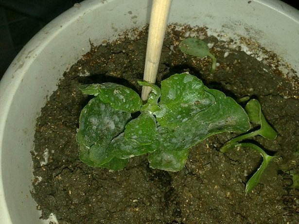 20111001484.jpg