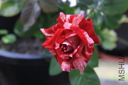 �����20110720-2.JPG