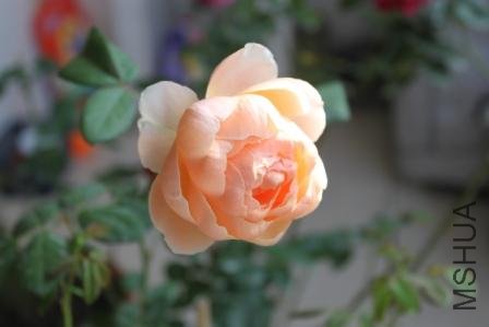 ���ʵ����20110925-3.JPG