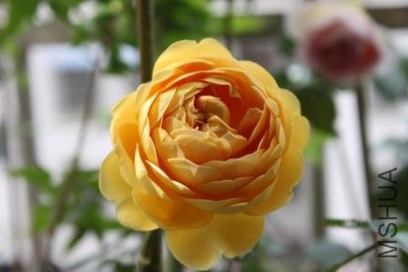 ��ɫ���20110509-C.JPG