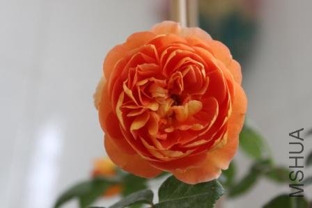 ����20110509-1.JPG