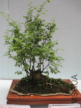 123 068_����.jpg