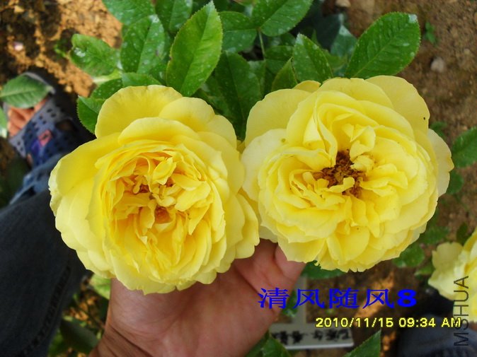 ��������³˹�� (4).jpg