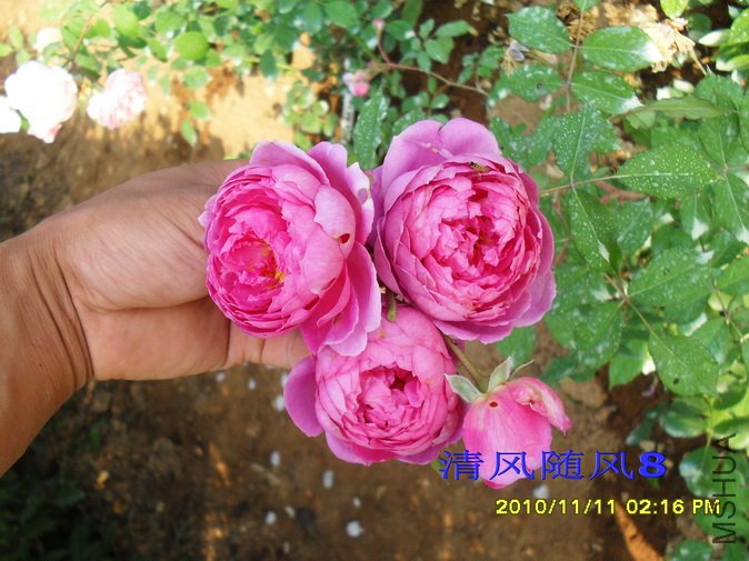 ���׵�ʩ����2 (12).jpg