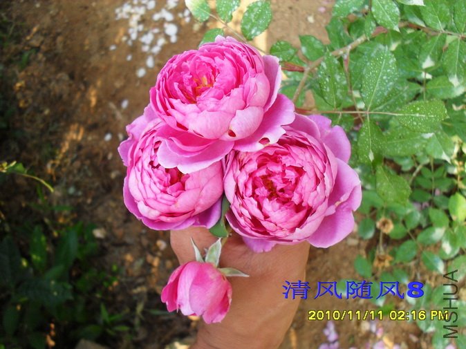 ���׵�ʩ����2 (19).jpg