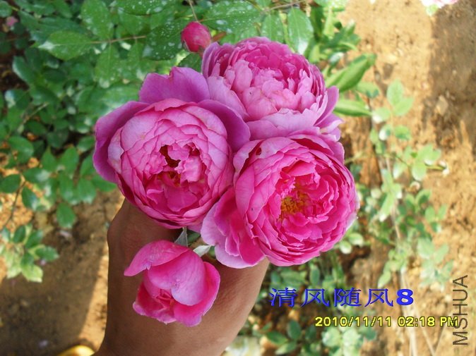 ���׵�ʩ����2 (31).jpg