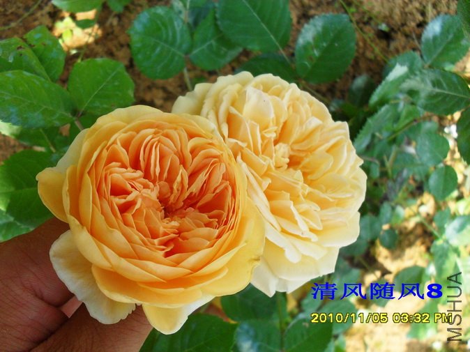 ̫����������� (14).jpg