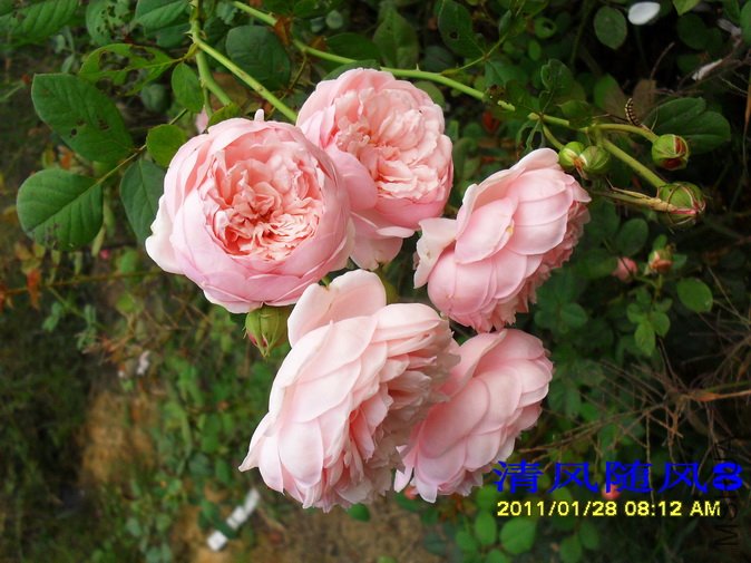 ʥ���󲼼� (1).jpg