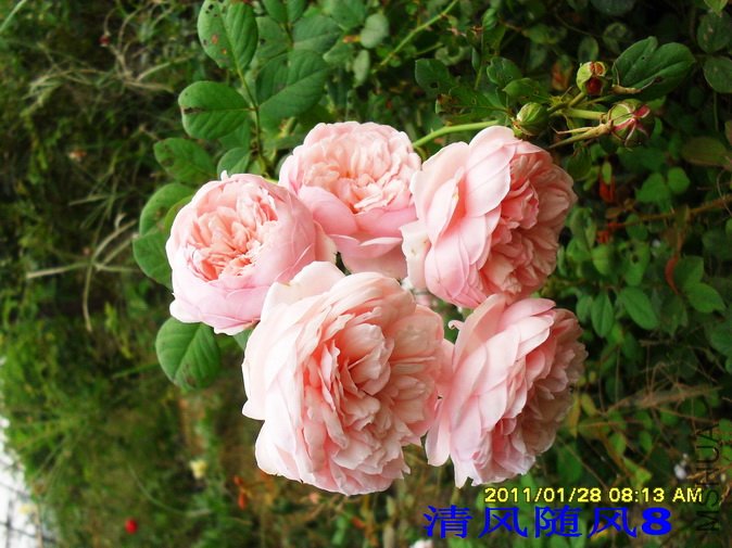 ʥ���󲼼� (2).jpg