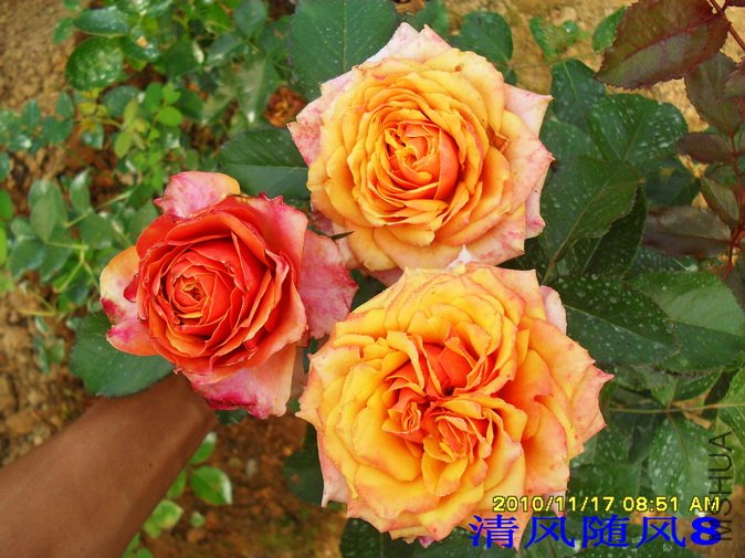 ӣ�Ұ�����1 (6).jpg