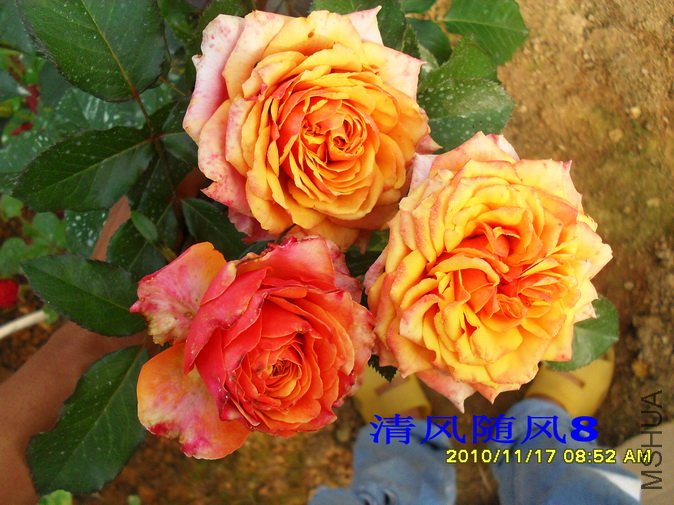 ӣ�Ұ�����1 (11).jpg