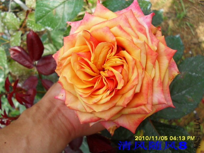 ӣ�Ұ�����1 (2).jpg