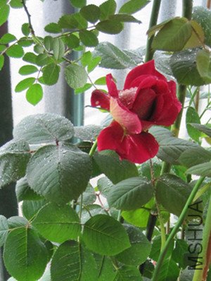 ��Ƭ 184_����.jpg