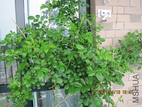 ��Ƭ 115_����1.jpg