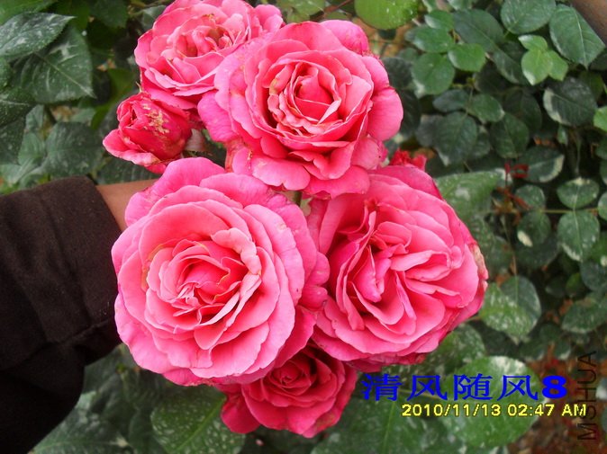 ������ (1).jpg