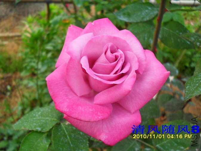 ���� (1).jpg