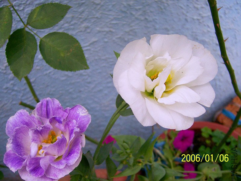 100_1690_����.jpg
