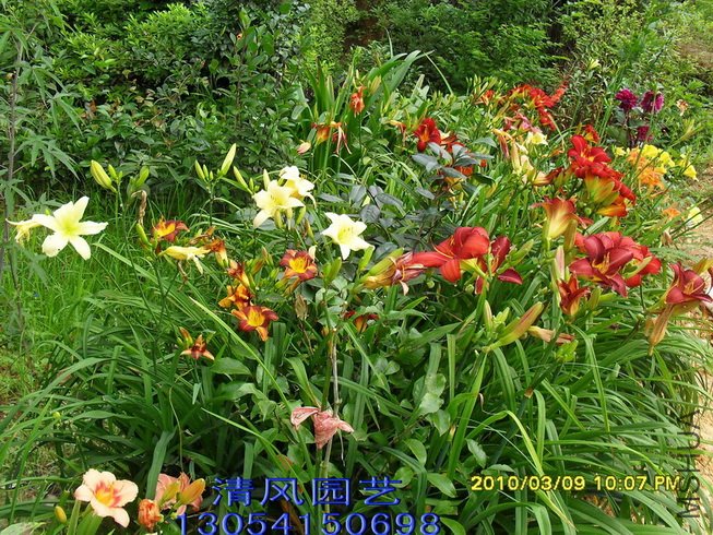 SDC11160.jpg