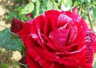 T1sLKrXexTXXaPsNg7_064659.jpg_310x310.jpg
