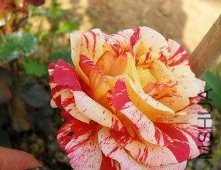 T1xwerXXpNXXXSzPo7_064942.jpg_310x310.jpg