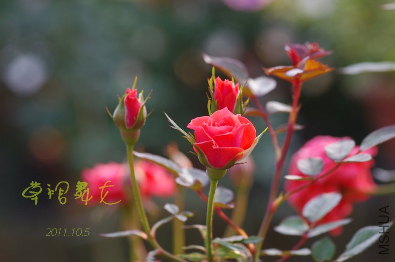 IMGP3068.JPG