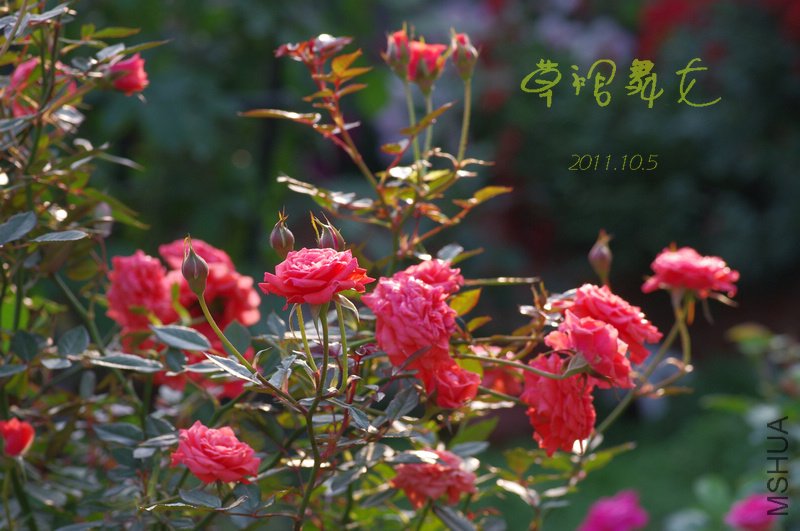 IMGP3073.JPG