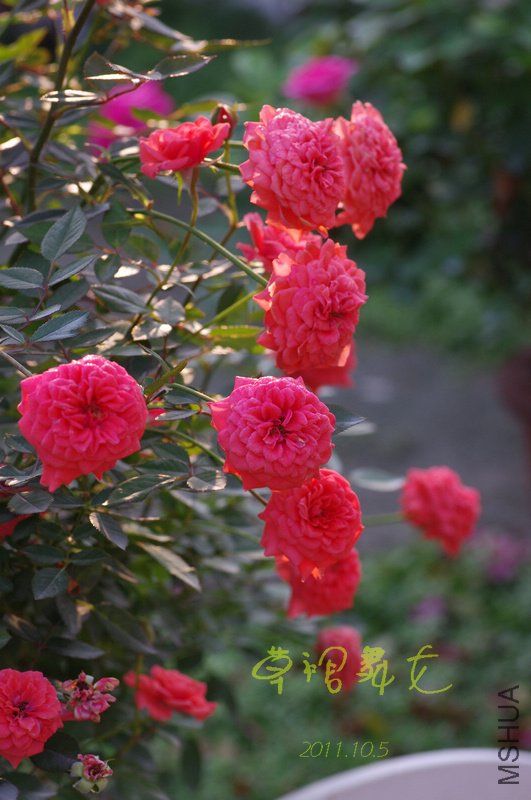 IMGP3076.JPG