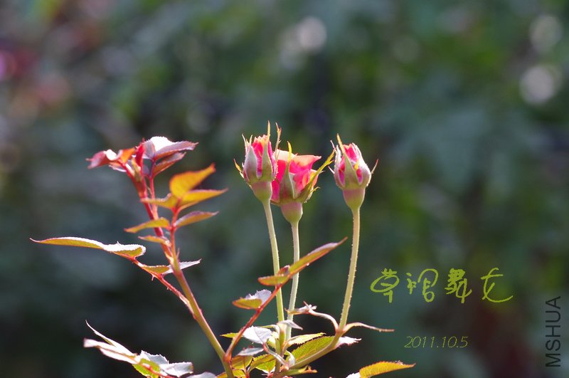 IMGP3077.JPG