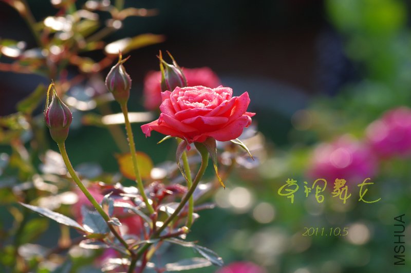 IMGP3091.JPG