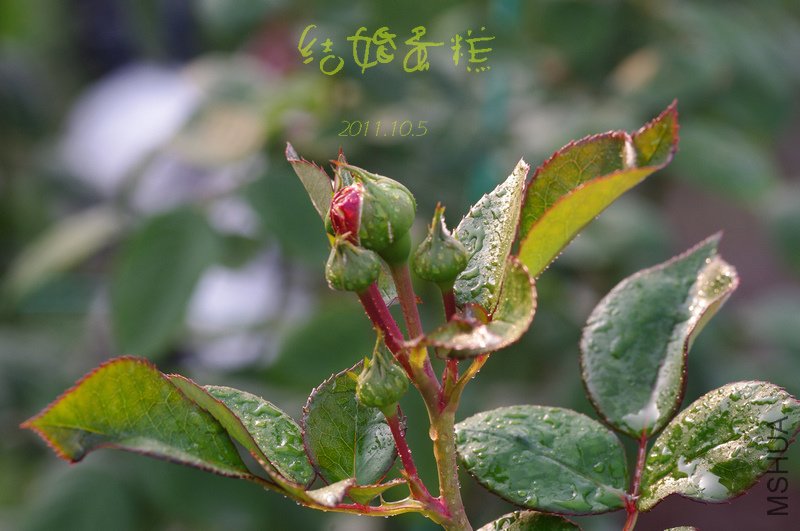 IMGP3053.JPG