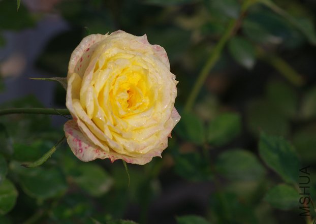 IMGP3083.JPG