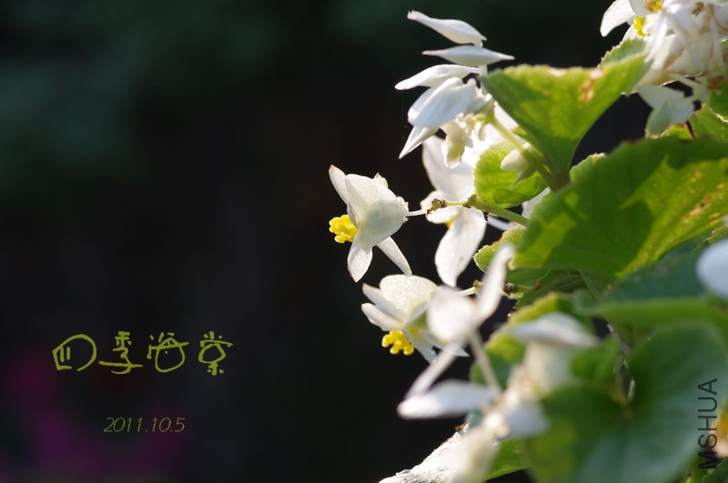 IMGP3088.JPG