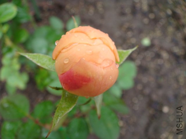 DSC01929.JPG