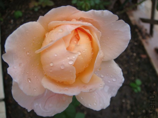 DSC01928.JPG