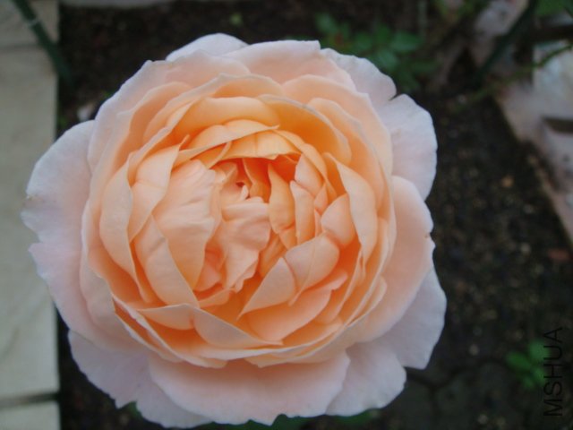 DSC01944.JPG