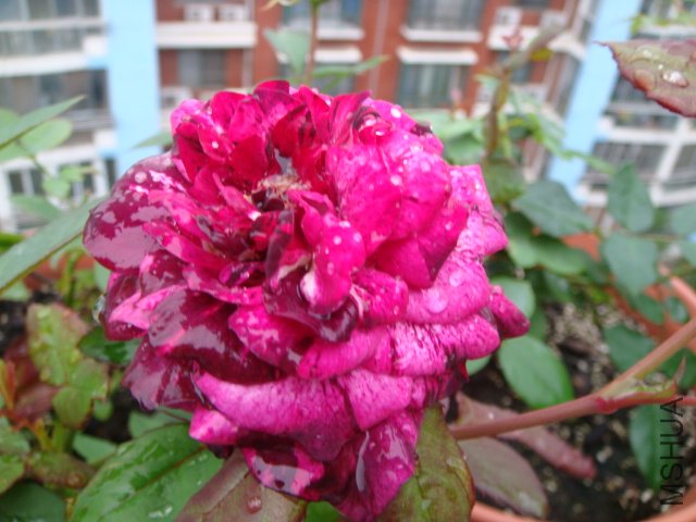DSC01932.JPG