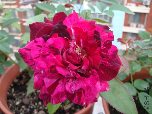 DSC01957.JPG