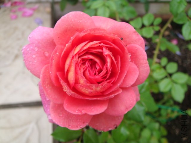 DSC01940.JPG