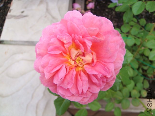 DSC01949.JPG