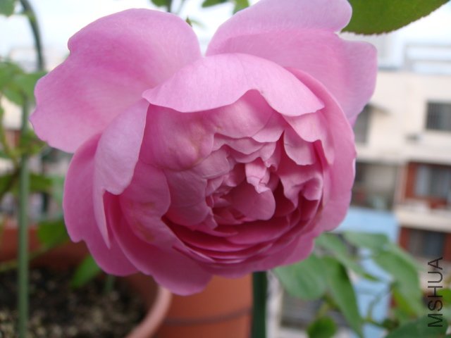 DSC01955.JPG