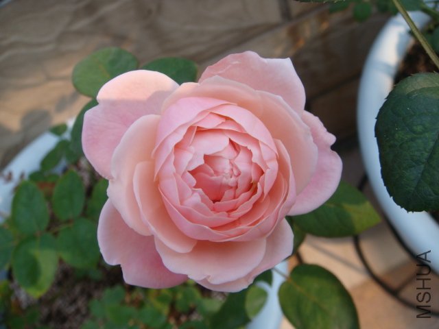 DSC01974.JPG