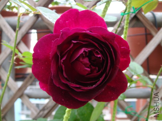 DSC01936.JPG