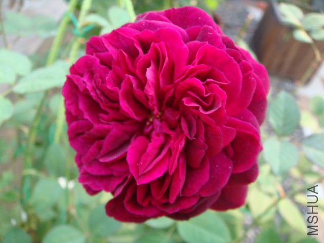DSC01972.JPG