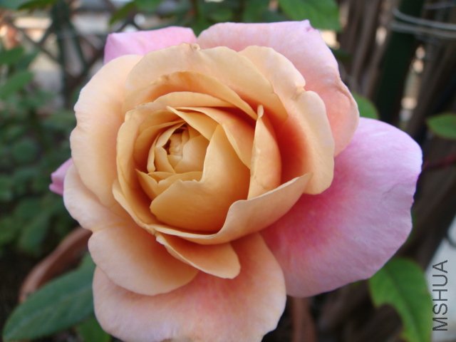 DSC01965.JPG