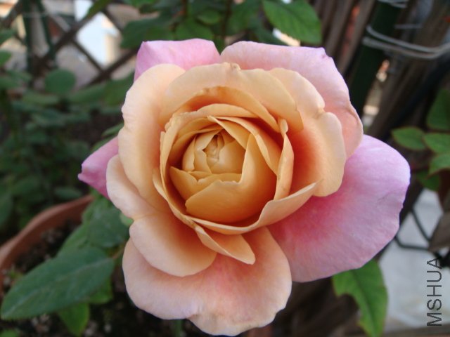 DSC01966.JPG