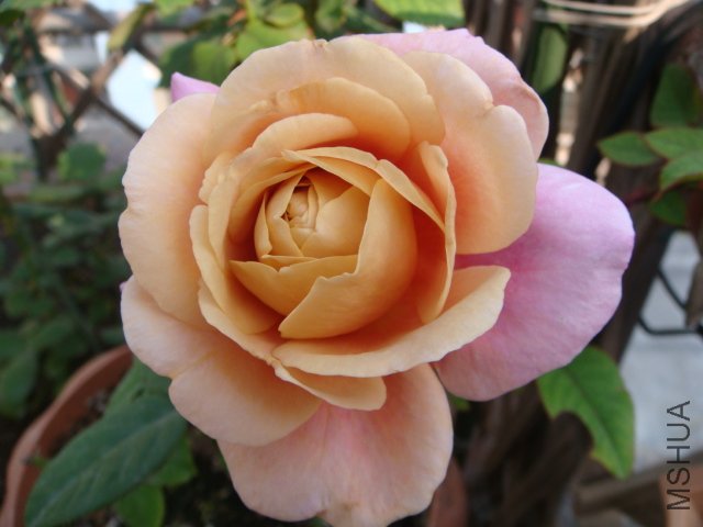 DSC01968.JPG