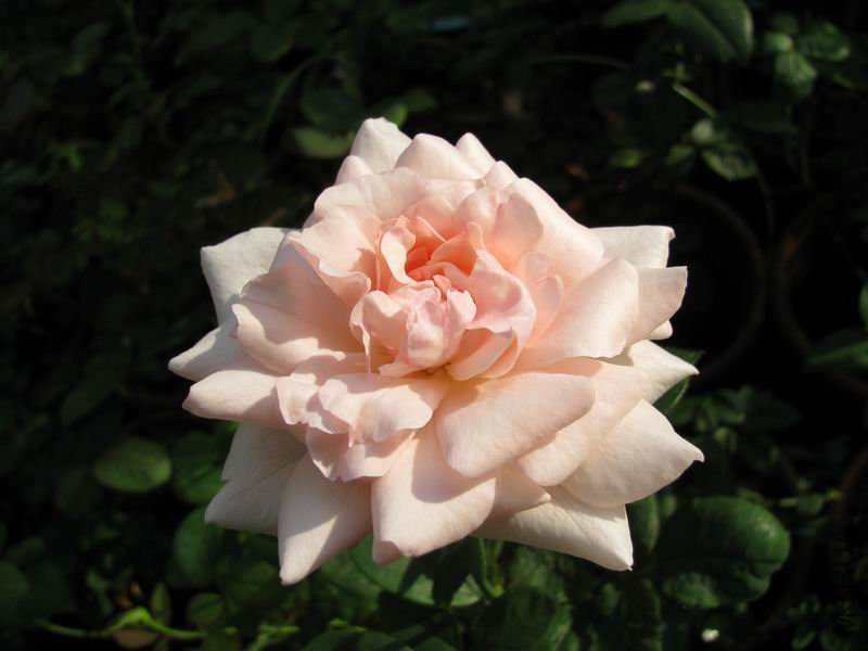 111005�¼�-����ϼε.JPG