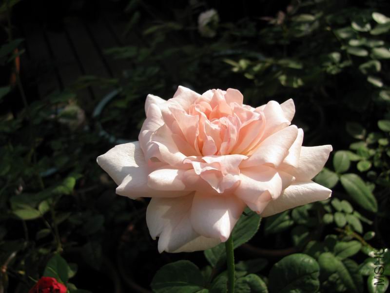 111005�¼�-����ϼε2.JPG