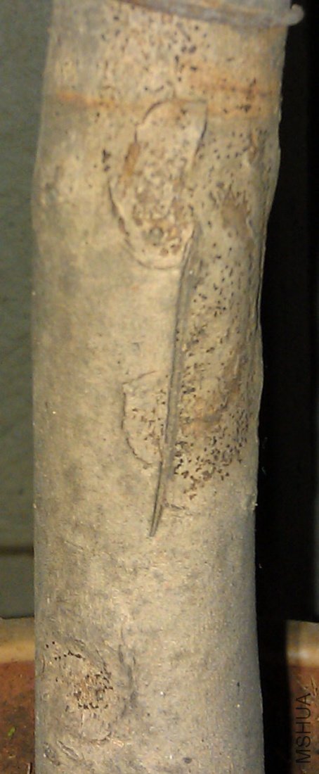 IMAG0144a.jpg